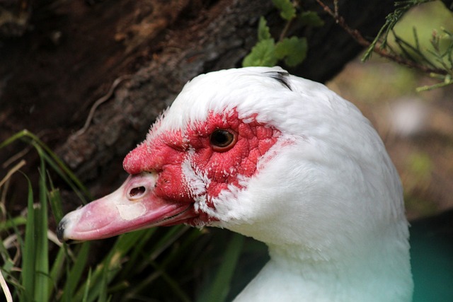 强对手的挑 强对手的挑