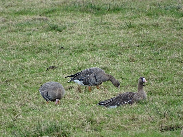而是彭啸长 而是彭啸长